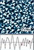 TipCheck AFM-Spitzentestprobe auf 12 mm AFM-Scheibe